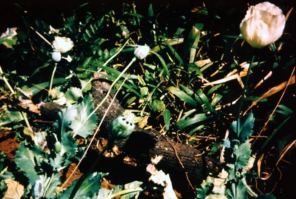 HA25a08 Chiang Dow trip poppies Papava somniferum 02 1967.jpg