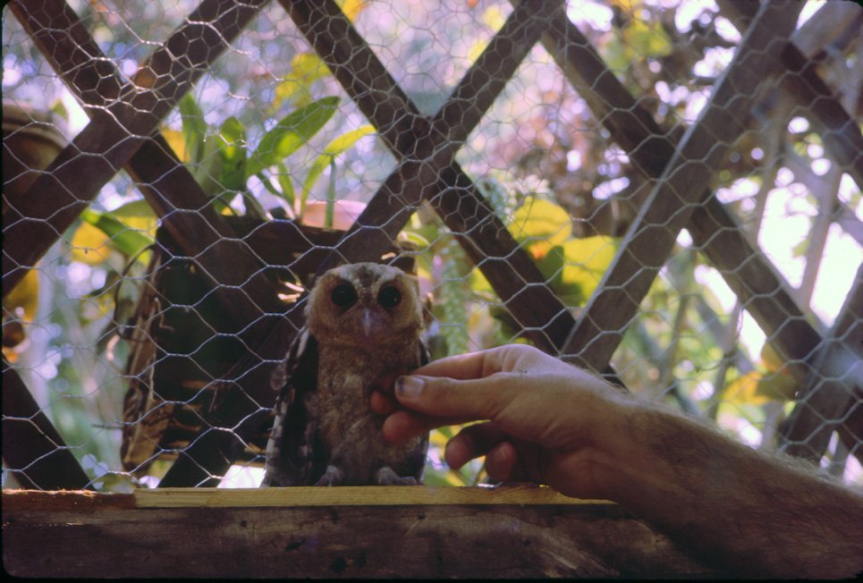 AL35 Chiang Mai Owl 04 1965.jpg