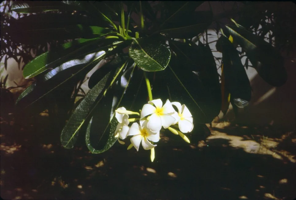 AM06 Hua Hin Hotel Frangipani Plumeria acutifolia 04 1965.jpg