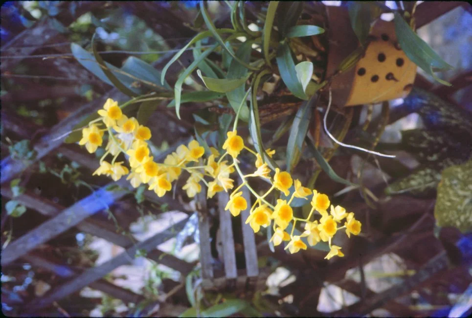 AL29 Chiang Mai Garden Orchid Dendrobium thyrsiflorum 04 1965.jpg