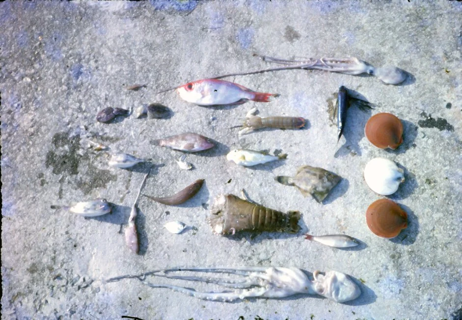 AE02 Ang Hin Specimens 11 1964.jpg