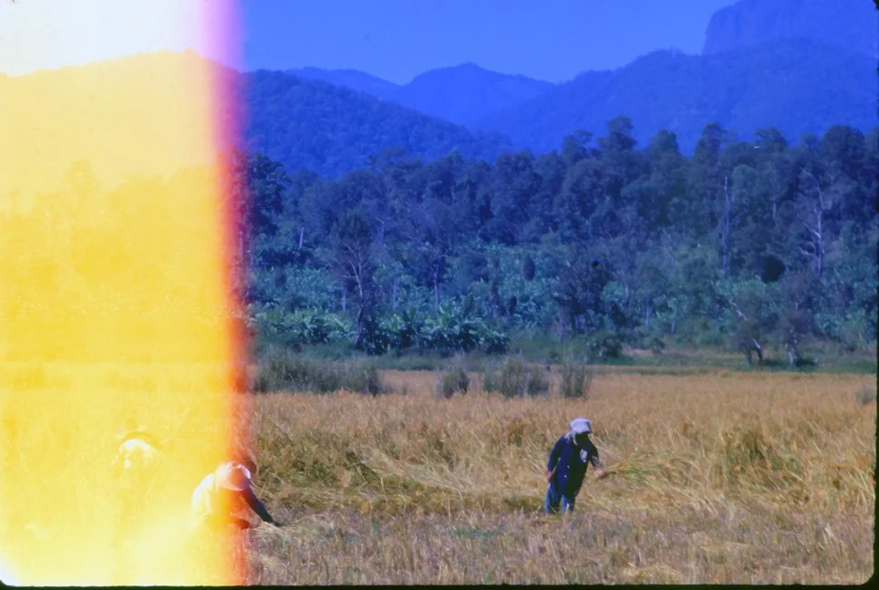 za01 Chiang Dow Rice Harvest 12 1969.jpg