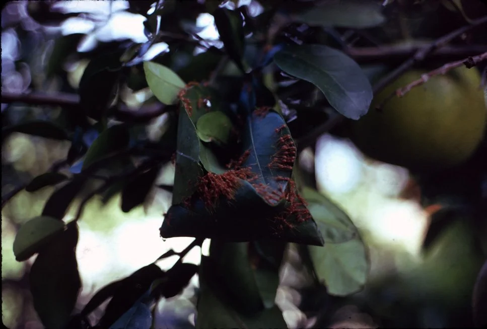 BA35 Chiang Mai Red Ants nest 10 1966.jpg