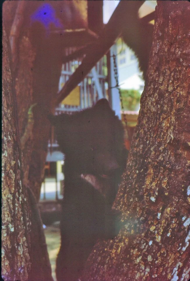 AL10 Chiang Mai Garden Bear 03 1965.jpg