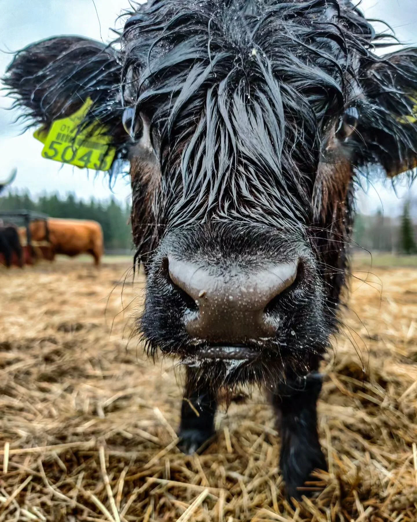 Voihan sadepäivä! 
Täällä ollaan ihan uitettuina koirina, sekä elukat että emäntä. 💦
#hietalanluomutila #highlandcattle #ulkokarjankasvatusta
