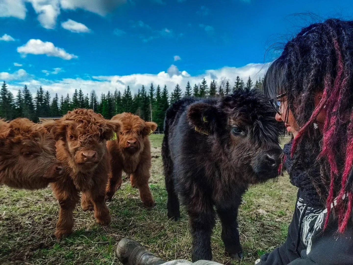 Meillä jos istahtaa peltoon niin saa taatusti seuraa 💛
#hietalanluomutila #highlandcattle #luomu #ulkokarjankasvatusta