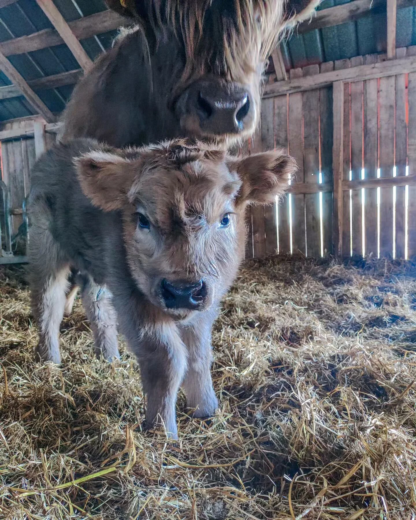 Tämän kuvan myötä voidaan todeta että kevään poikimiset oli nyt siinä. Ai että! Huh!
Poikimakausi oli haasteellinen ja monta vastoinkäymistä koettiin mut sellasta se välillä on. Ensi vu