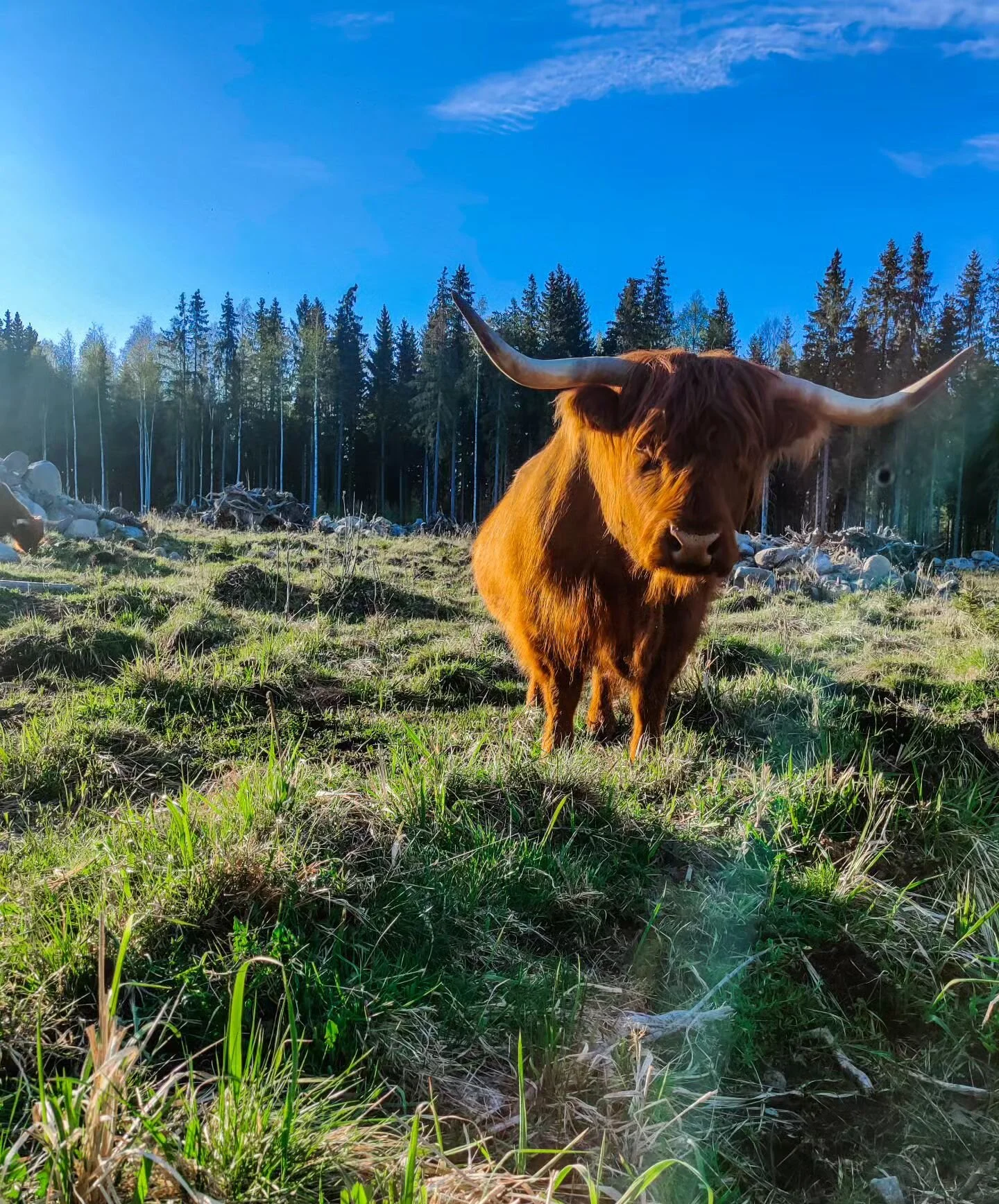 Laidunkauden aloitus on jo tosi lähellä! Eilen aloitettiin reenaa raiviokohteella. Vasikoille hyvää harjoitusta kun pitää kulkea usean veräjän läpi sokkeloista reittiä paikasta toiseen. 🌱
#hietalanl