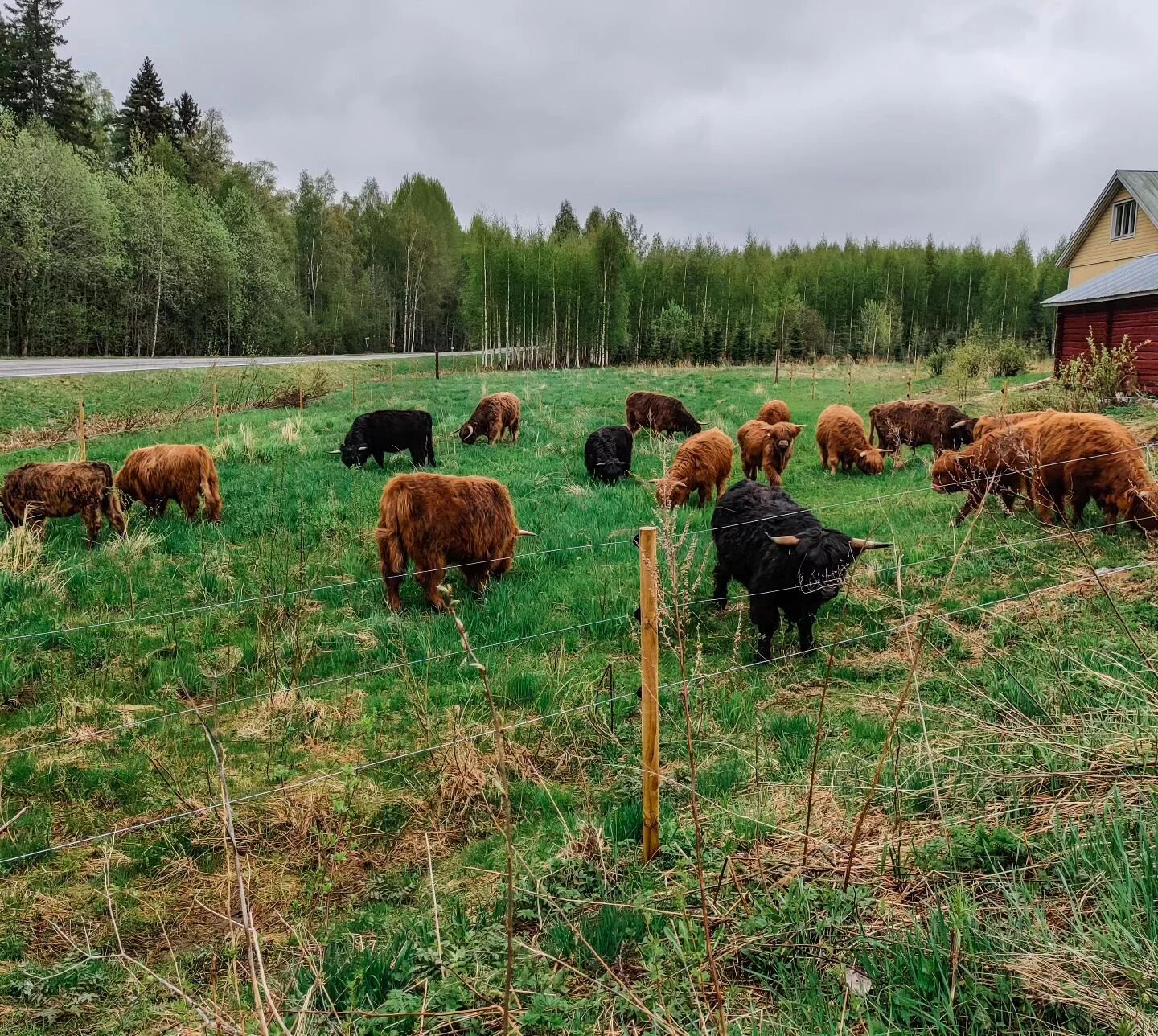 Ensimmäinen porukka aloitti tänään laidunkauden maisemanhoitotöillä. Sieltä se kesä tulee pikkuhiljaa vaikka harmaalta näyttääkin keli tällä hetkellä. 🌦️
#laidunkausi #highlandca