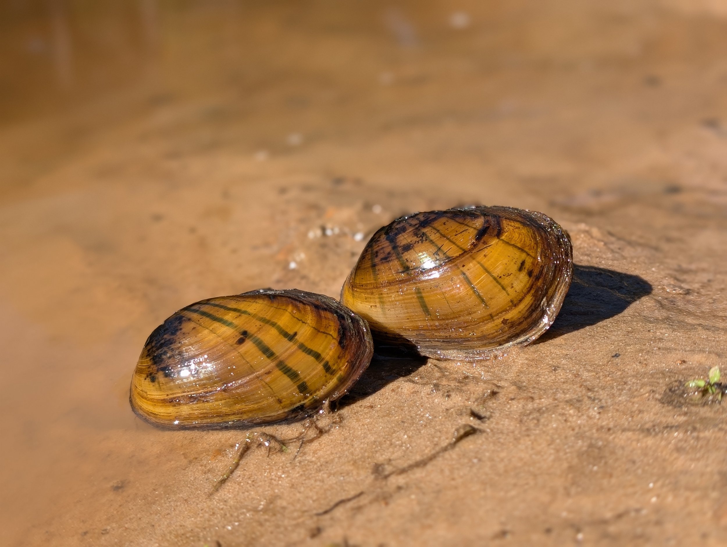 Lampsilis hydiana. Found at Village Creek