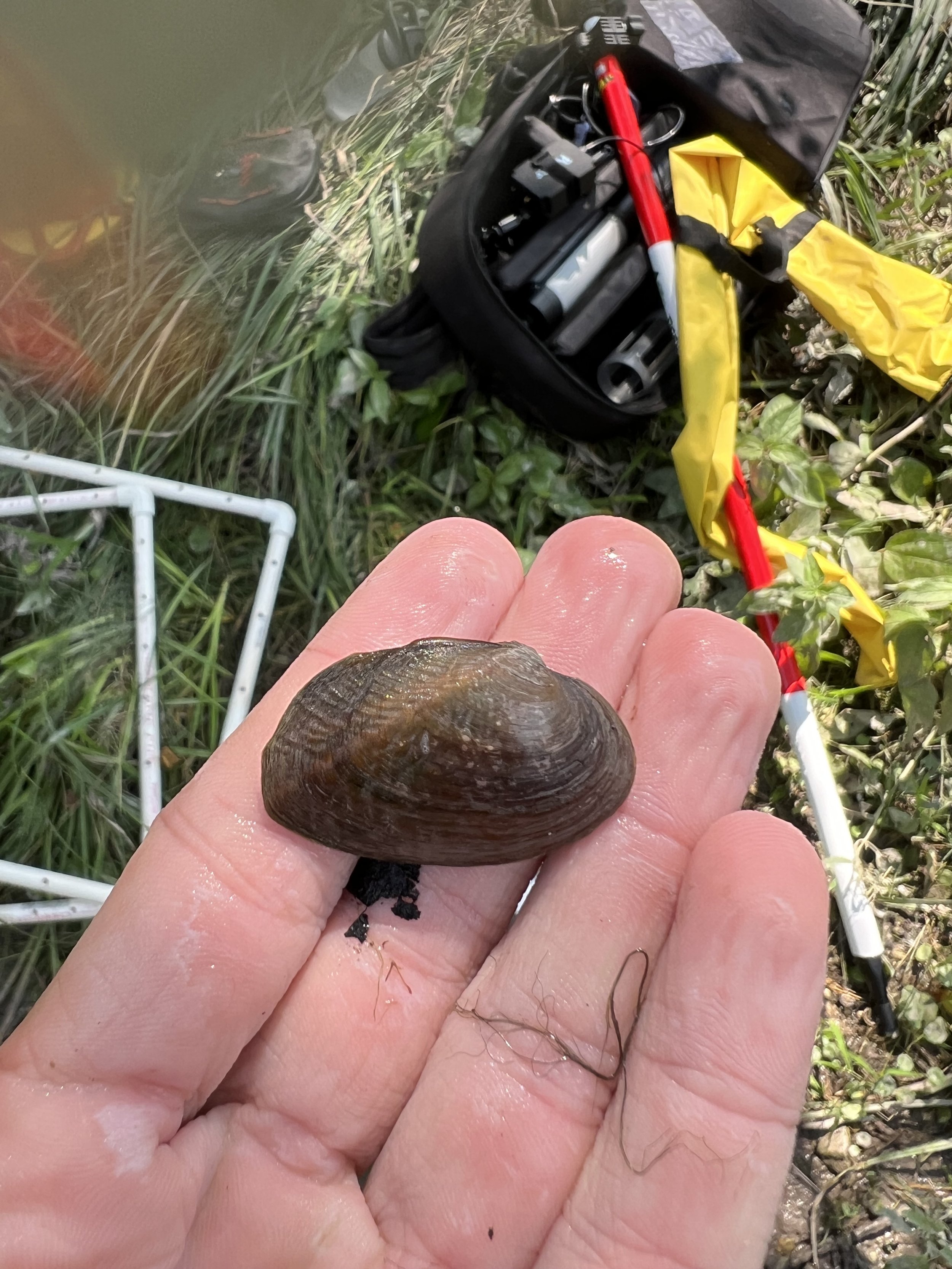 Pimpleback (Pustulosa petrina). Found in the San Saba.