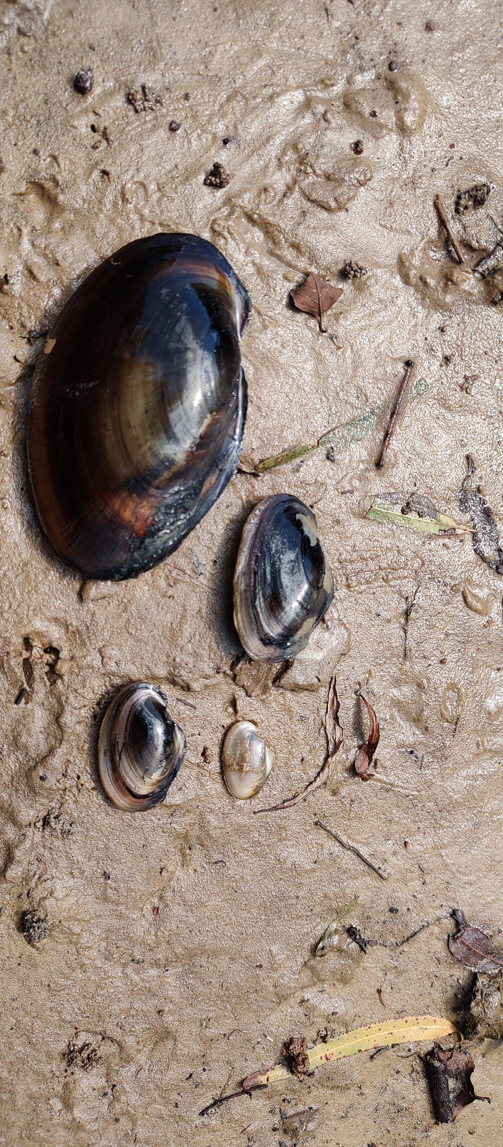 Potamilis amphichaenus. Found in the Neches.