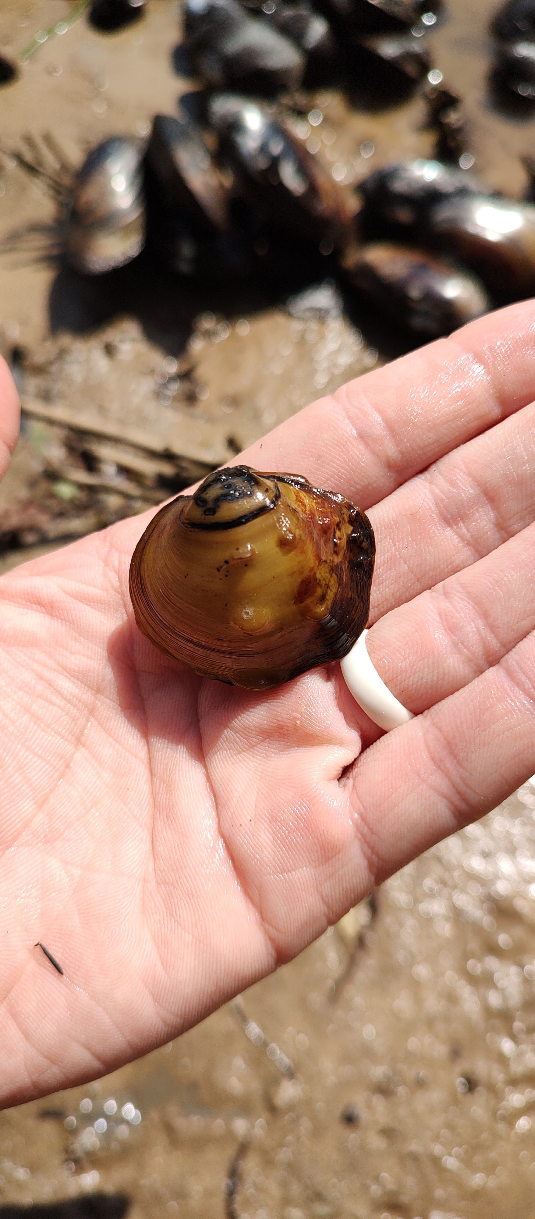 Pustulosa nodulata. Found in the Neches River.