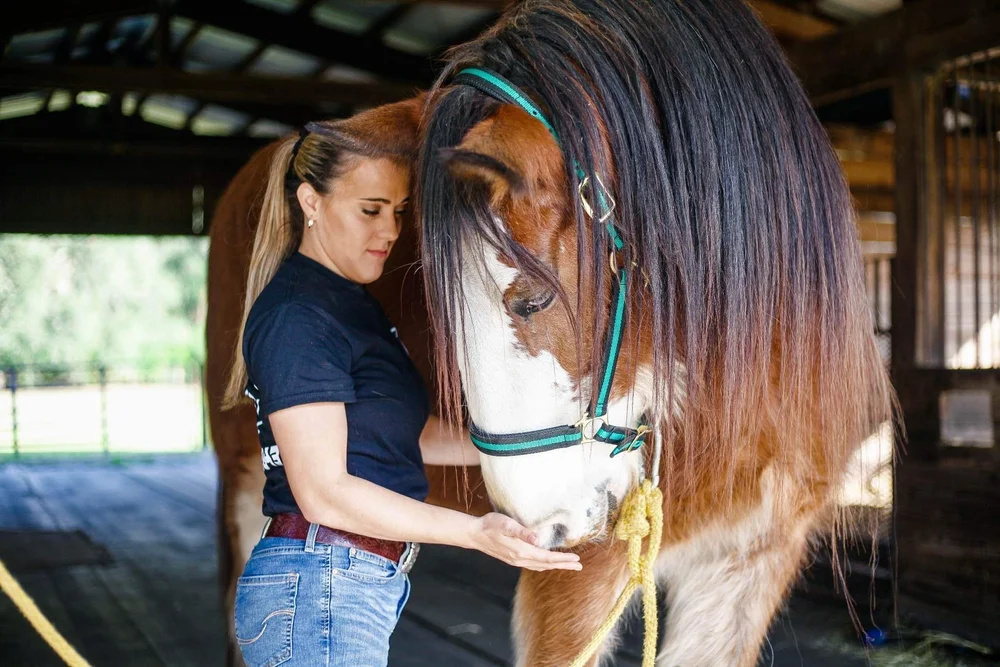 Holistic Horse Healing