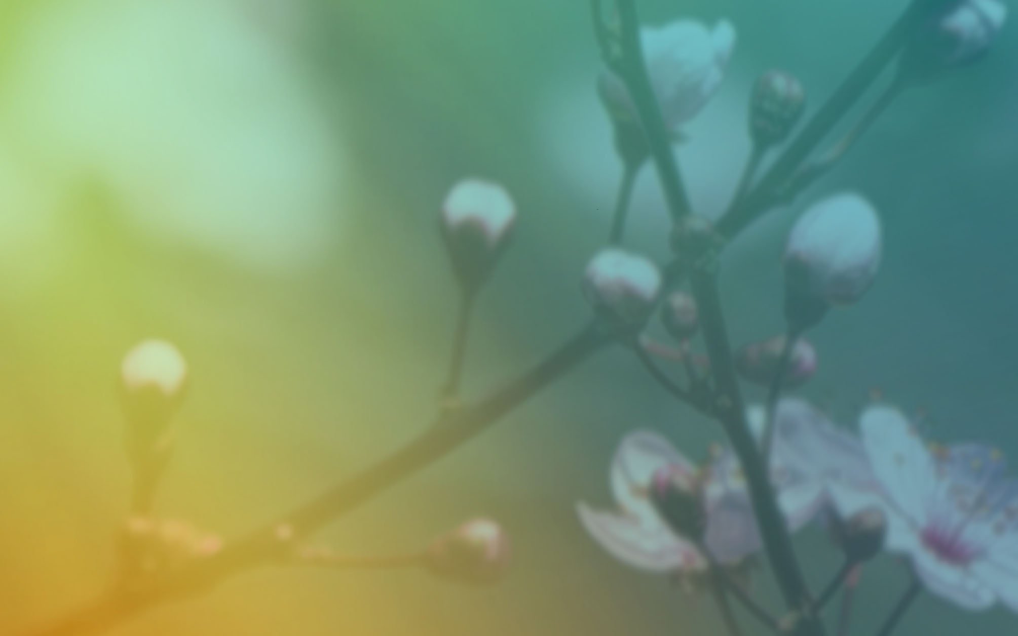 header background without logo.jpg