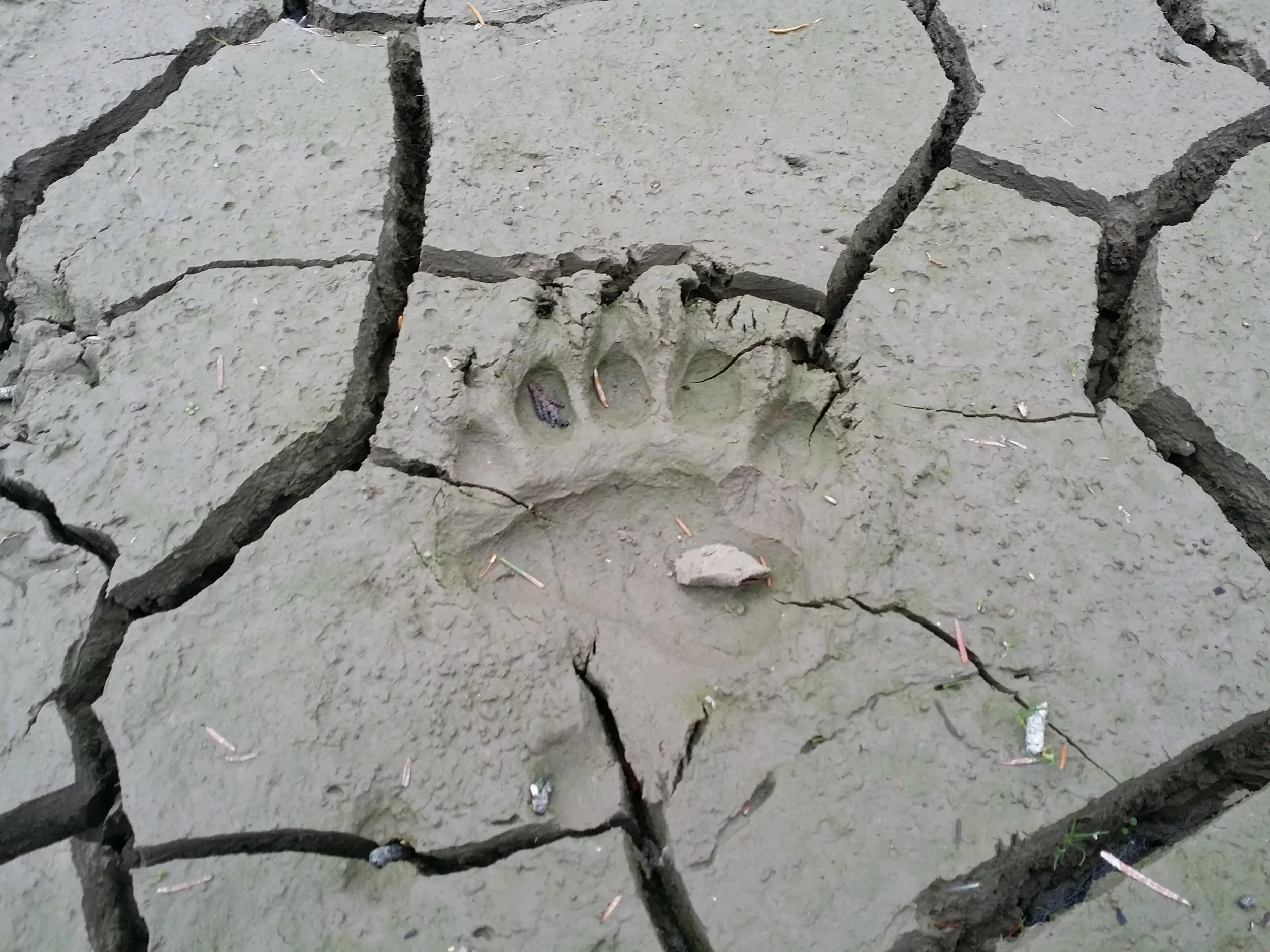 Cracked dry ground with a small animal paw print imprint in the mud.