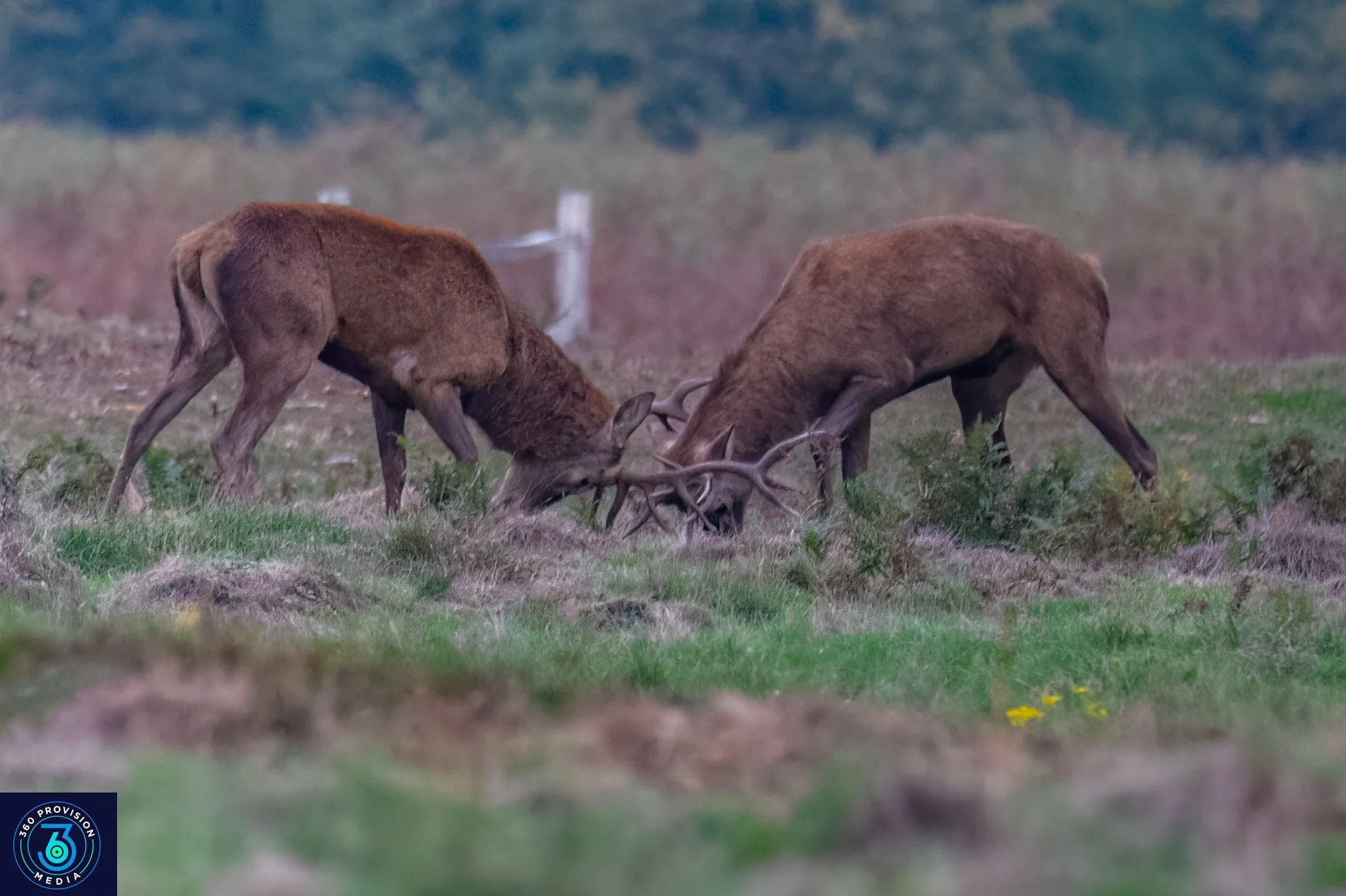 “Wildlife Photography Tips: How to Capture Nature’s Most Powerful Moments”