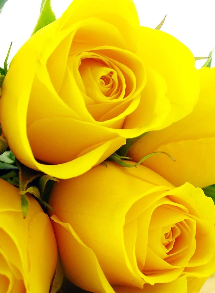 Yellow Roses