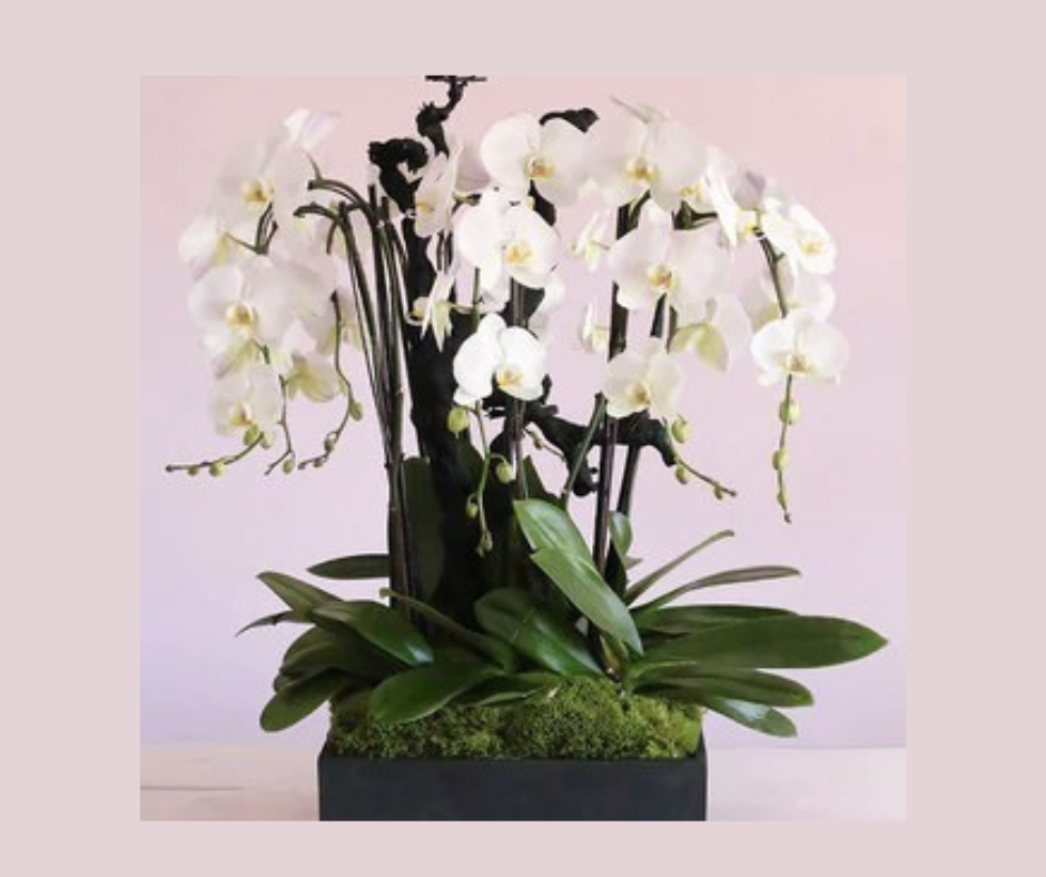 Mother''s Day(Facebook Post) (2).png