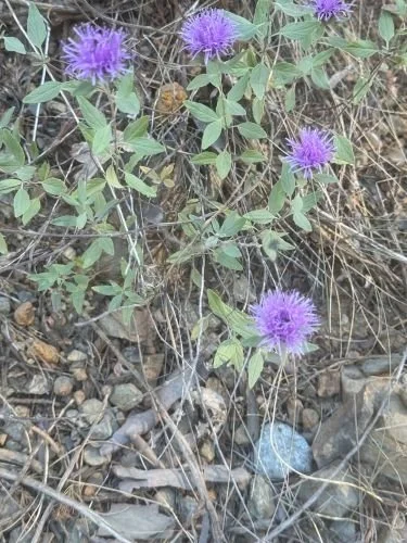 purple flowers in mulch