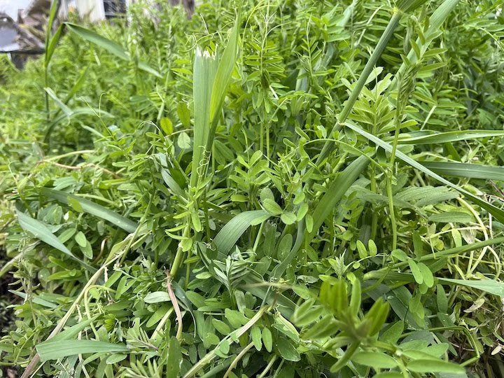grown cover crop example