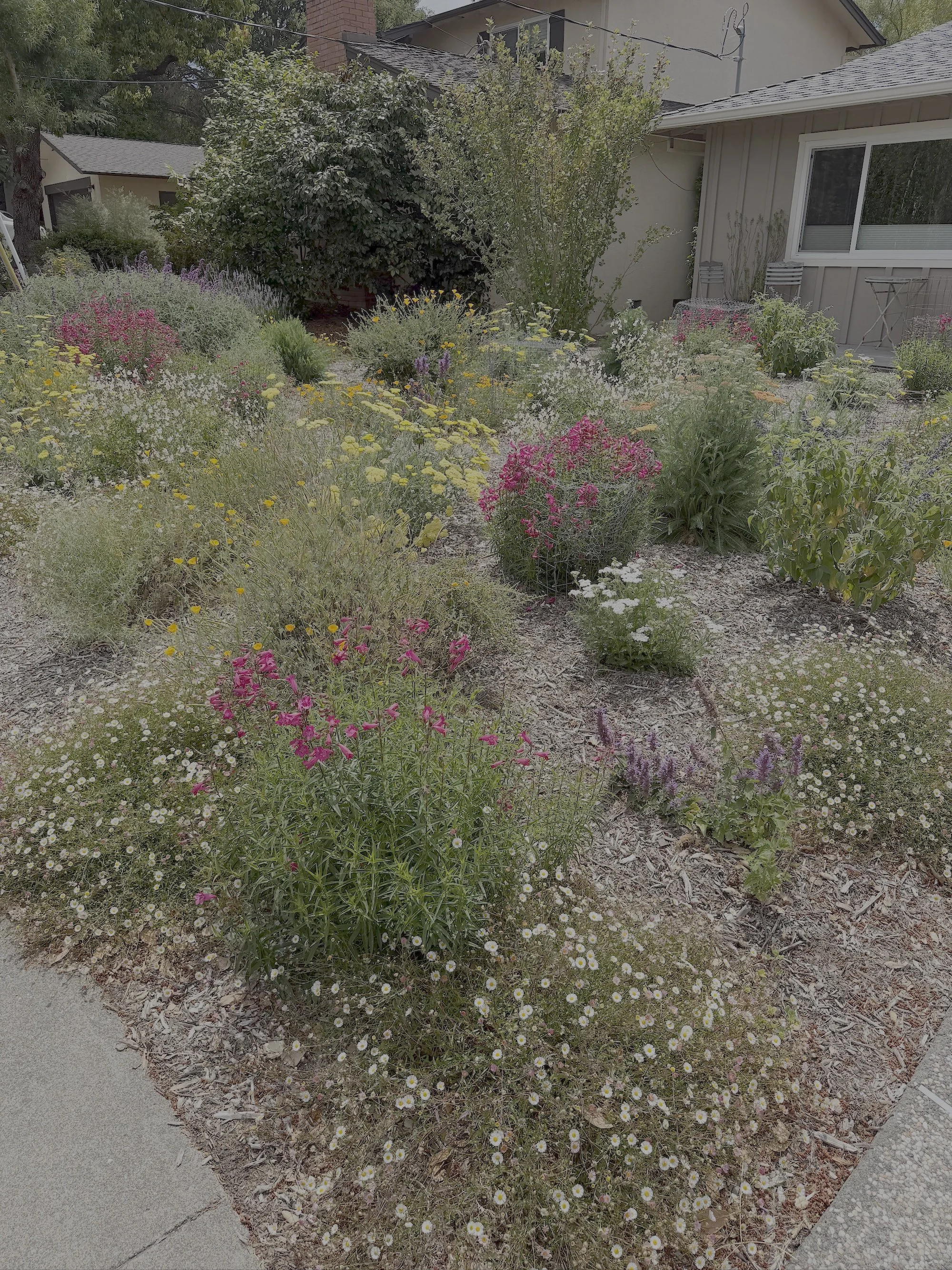 Small, but Might Front Yard Pollinator Garden