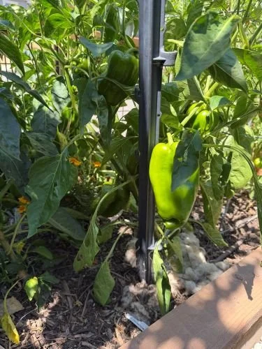 green bell pepper plant