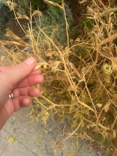 hand holding dried seed heads