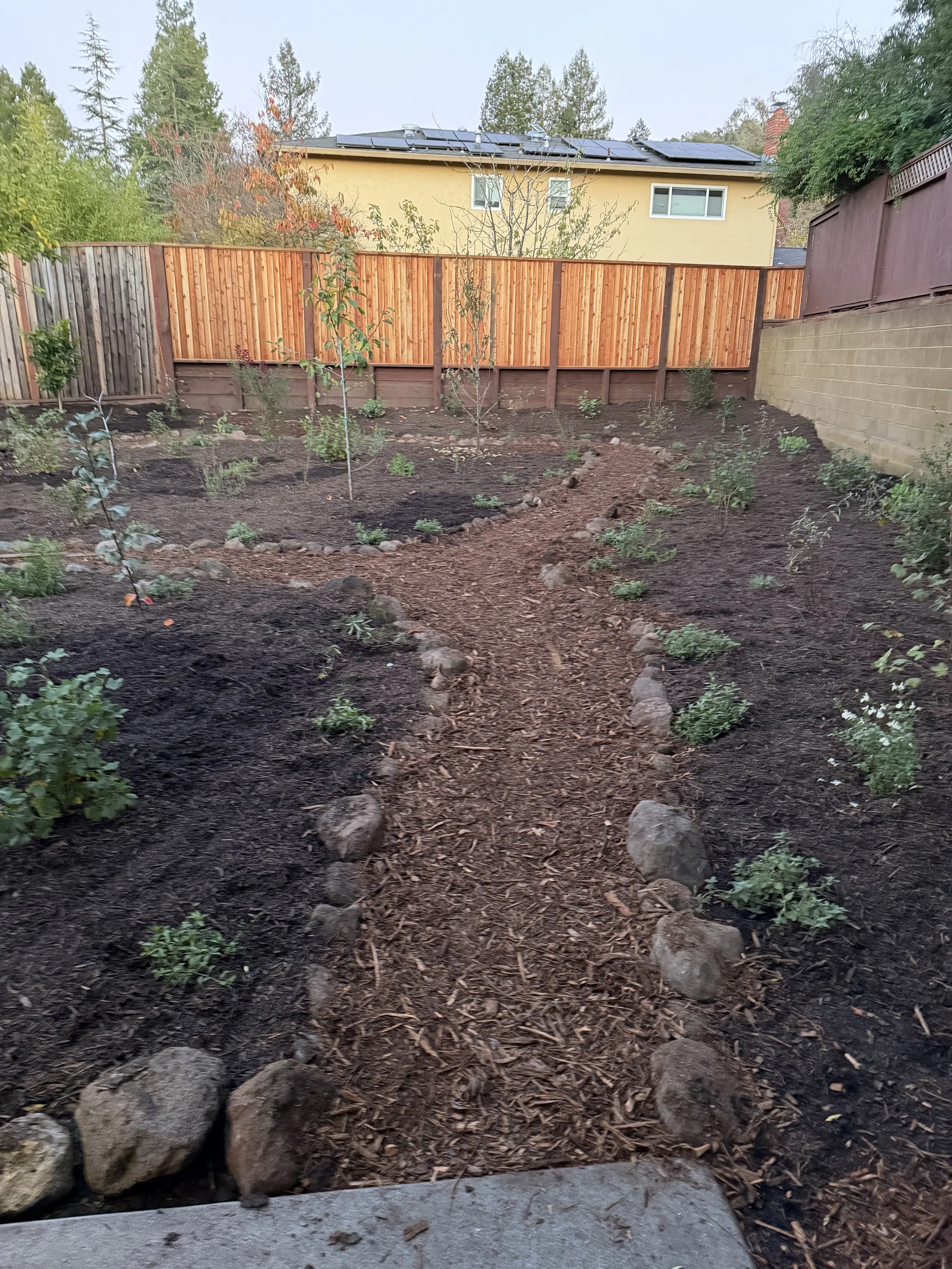 Massive Backyard Food Forest Transformation