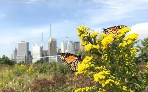 2 butterflies on yellow plant with skyscrapers in the background