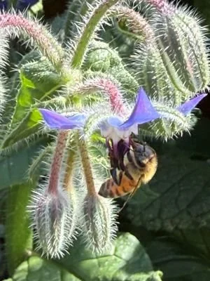 bumble bee on borage