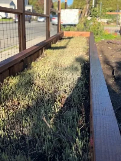 cover crop growing in wood planter