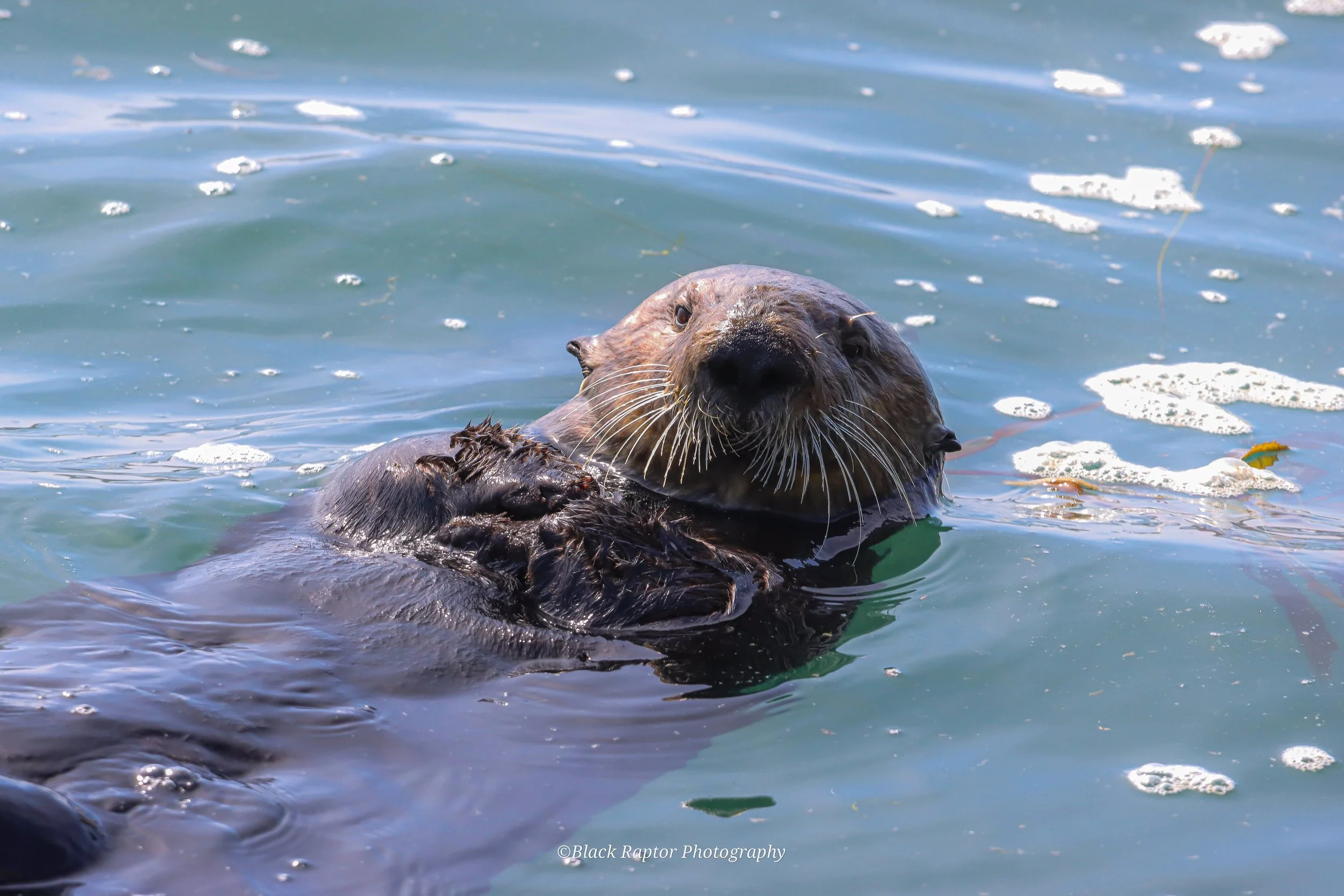 Sea Otter