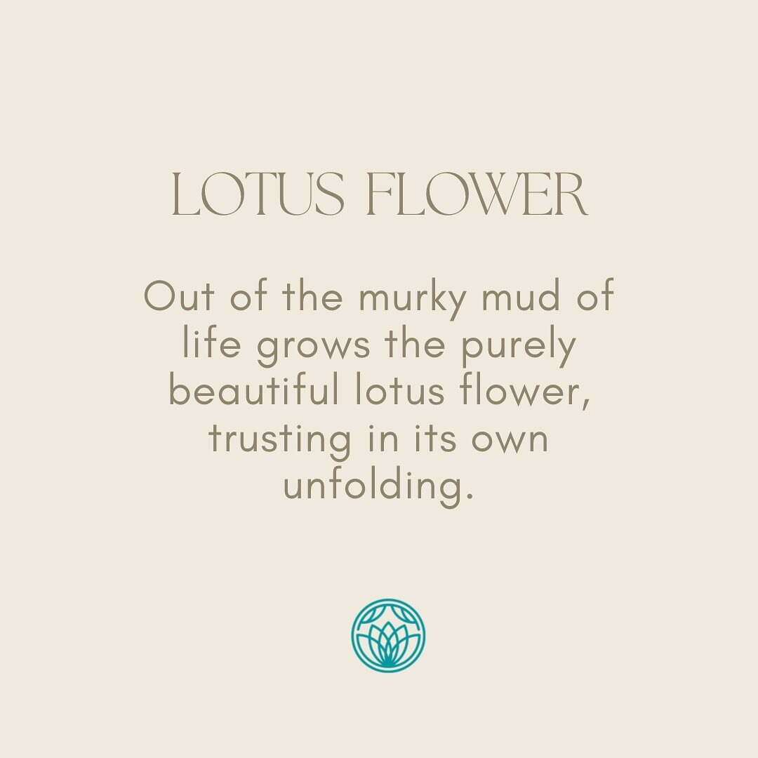 ~ 𝙏𝙝𝙚 𝙇𝙤𝙩𝙪𝙨 𝙁𝙡𝙤𝙬𝙚𝙧 ~

The seed of a lotus plant can lay dormant at the bottom of a pond, lake or riverbed for up to up to 1500 year&rsquo;s.

When the conditions are right, the seeds will take root in the bottom of the waterbed and bloo