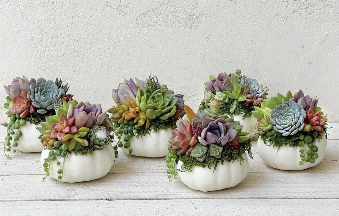 Living Succulent Pumpkin Arrangement