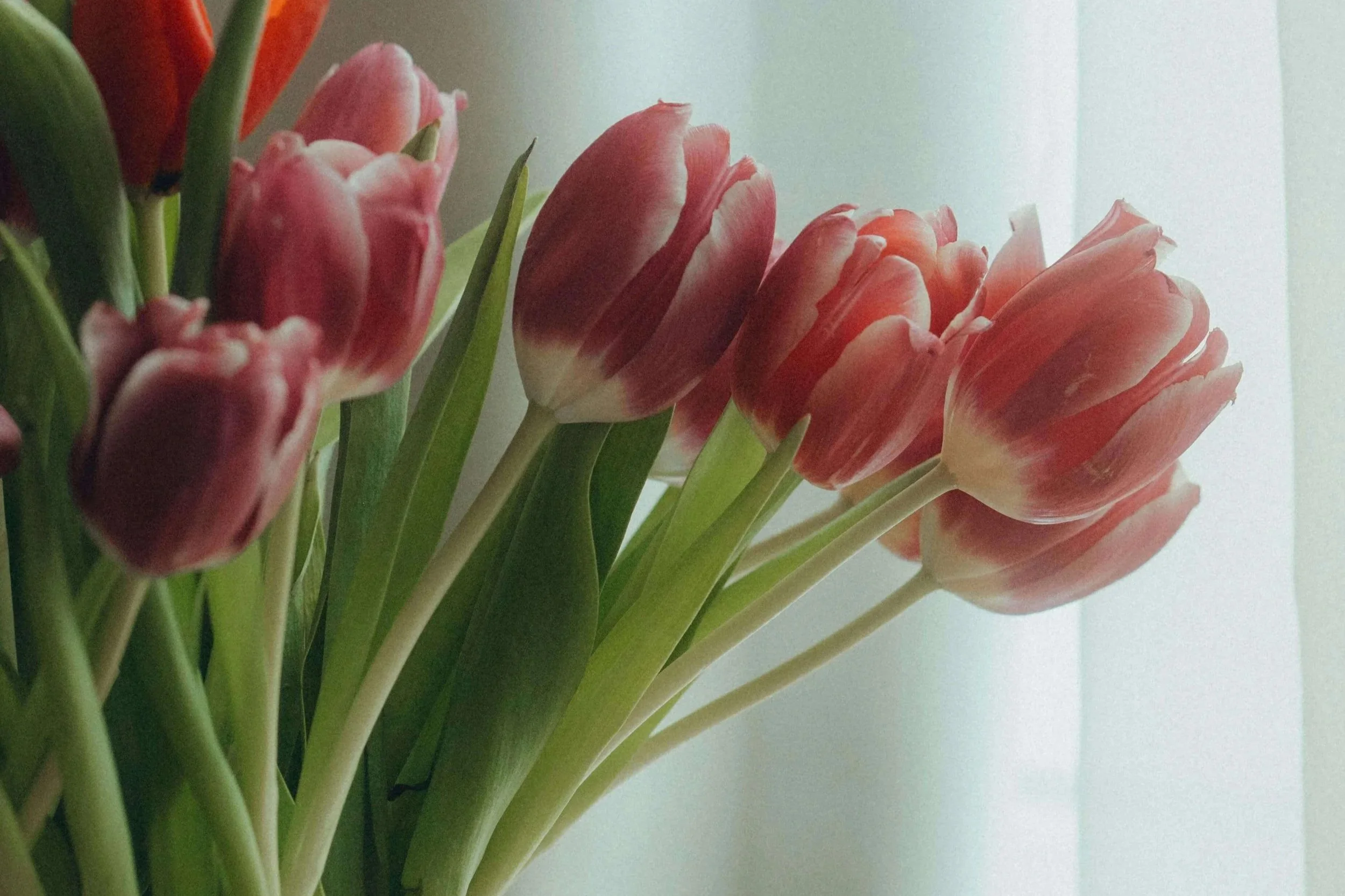 Setting Boundaries With Mom on Mother’s Day: Therapy for Young Adults in Bay Shore, NY