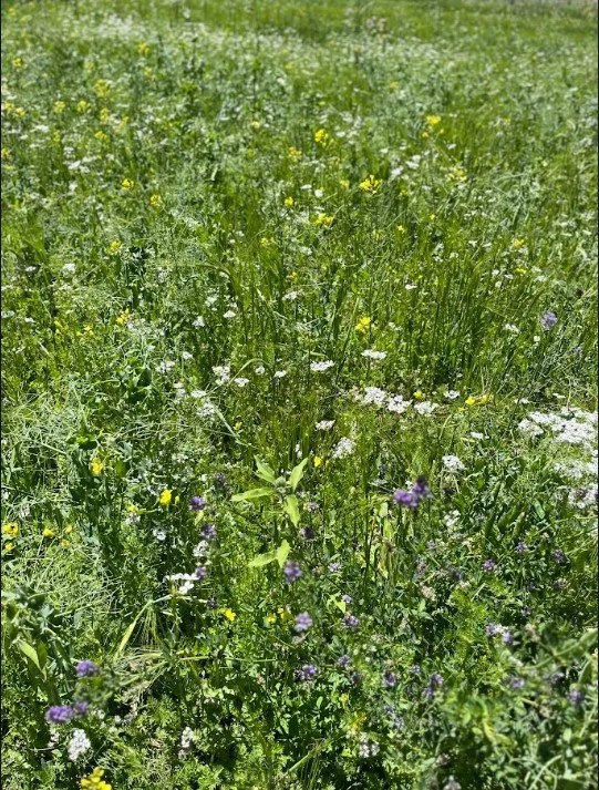 cover crop 26.jpg