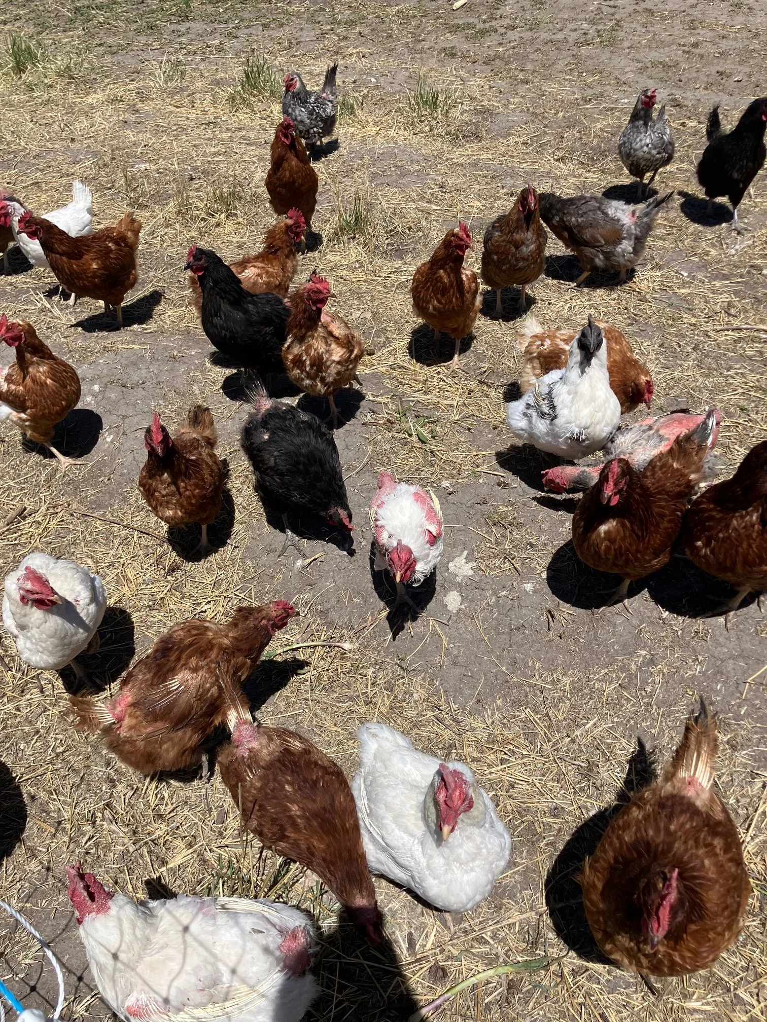 CSU Colorado Poultry Producers Class