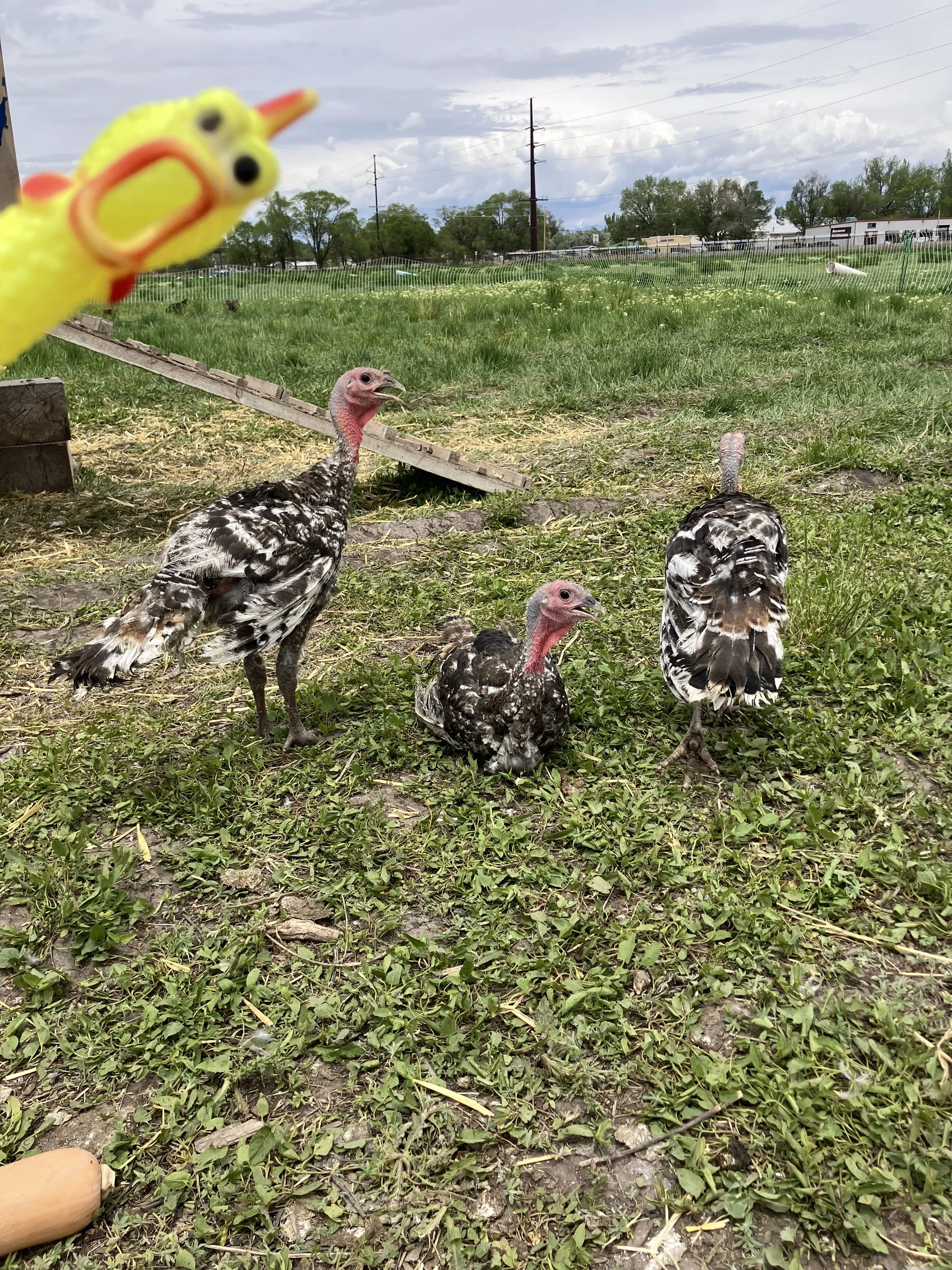 Turducken 2026