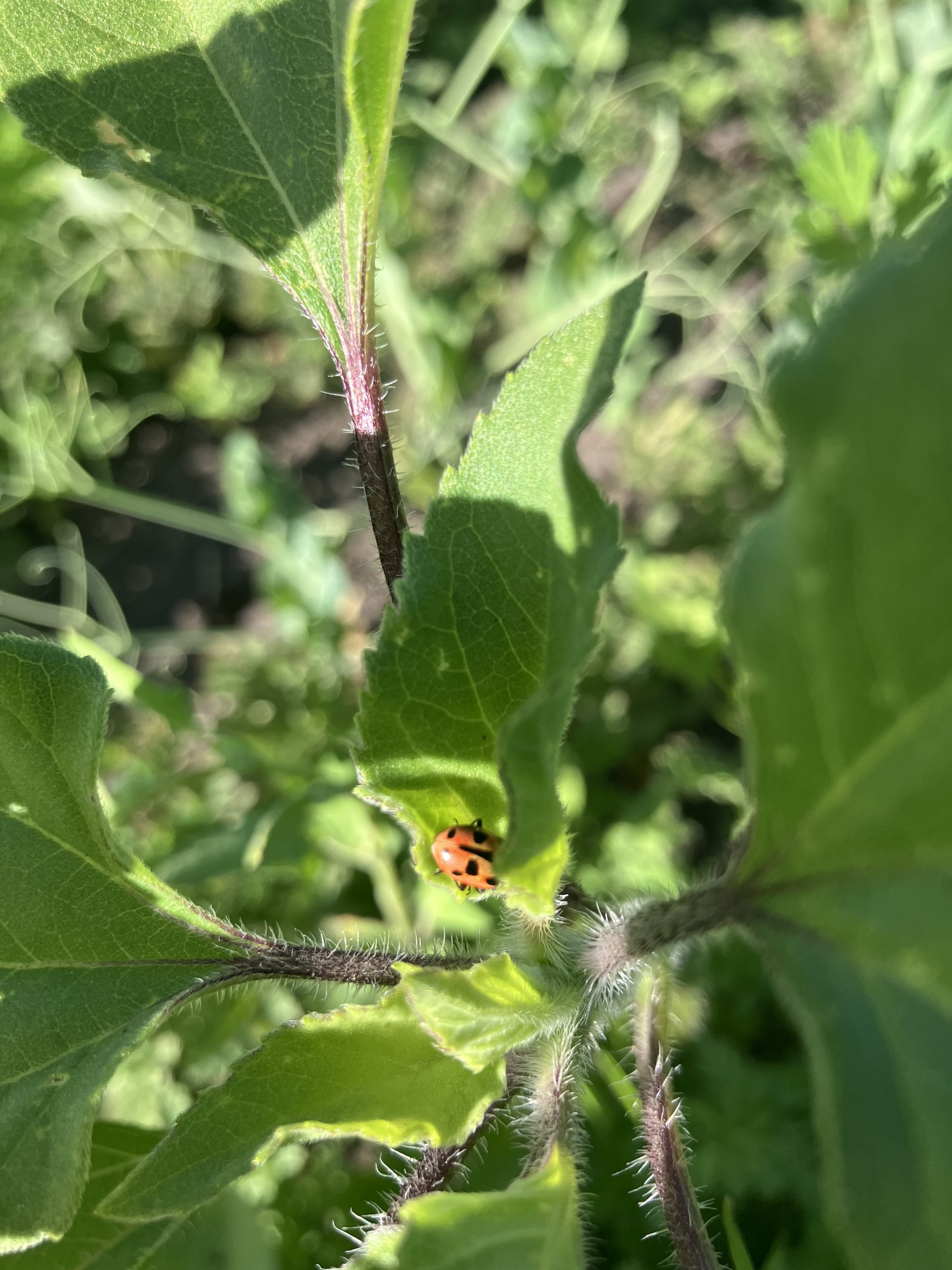 June is Colorado Pollinator Month!