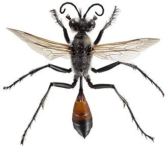 Upcoming CSU Garden Insect Workshop
