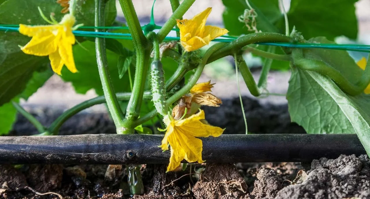 RGFP Farmers Switched from Flood Irrigation to Drip Line Irrigation