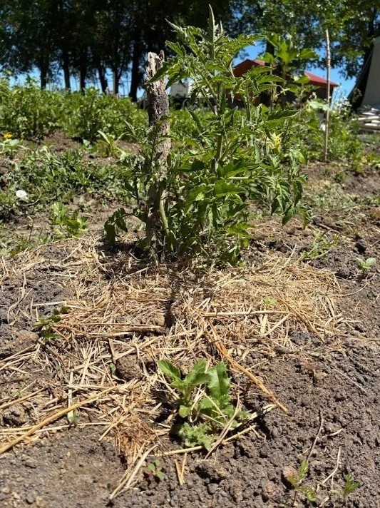 rs tomato.jpg