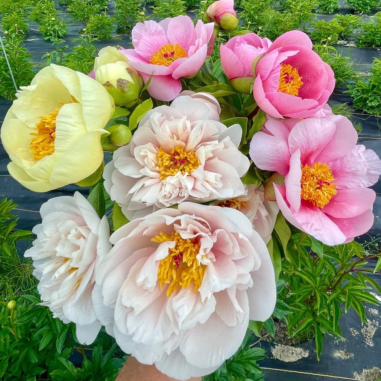 Look what happened when I wasn&rsquo;t looking and was instead occupied with prepping tulips and trying to save ranunculus from frying - the peonies are opening! 

Pictured are Blushing Princess, Soft Salmon Saucer, and Lemon Chiffon! SO EXCITED!!!