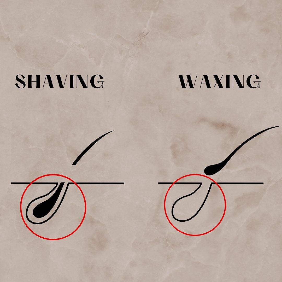 After you get done shaving, there is still a hair in the follicle, cut off just right at the surface level of your skin. This is why after shaving, the next day, you already have a stubble. 

After getting done with being waxed, the hair has been pul