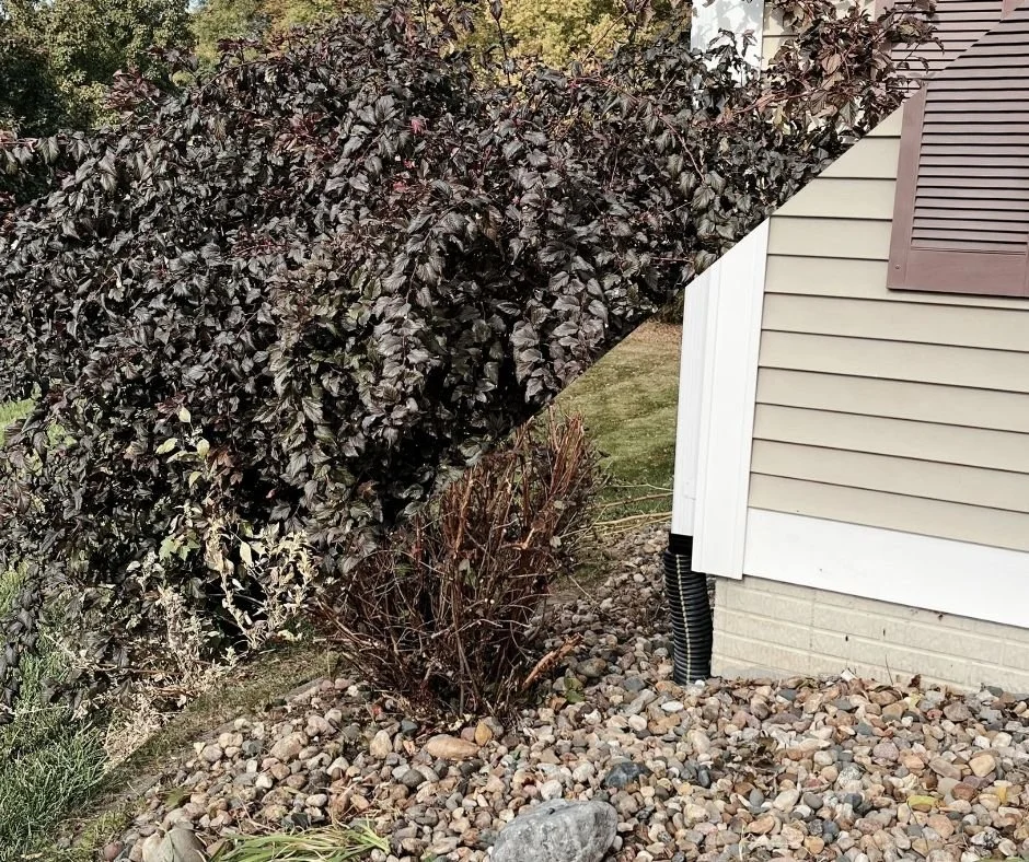 pruning bushes, winter pruning, perennial cutbacks