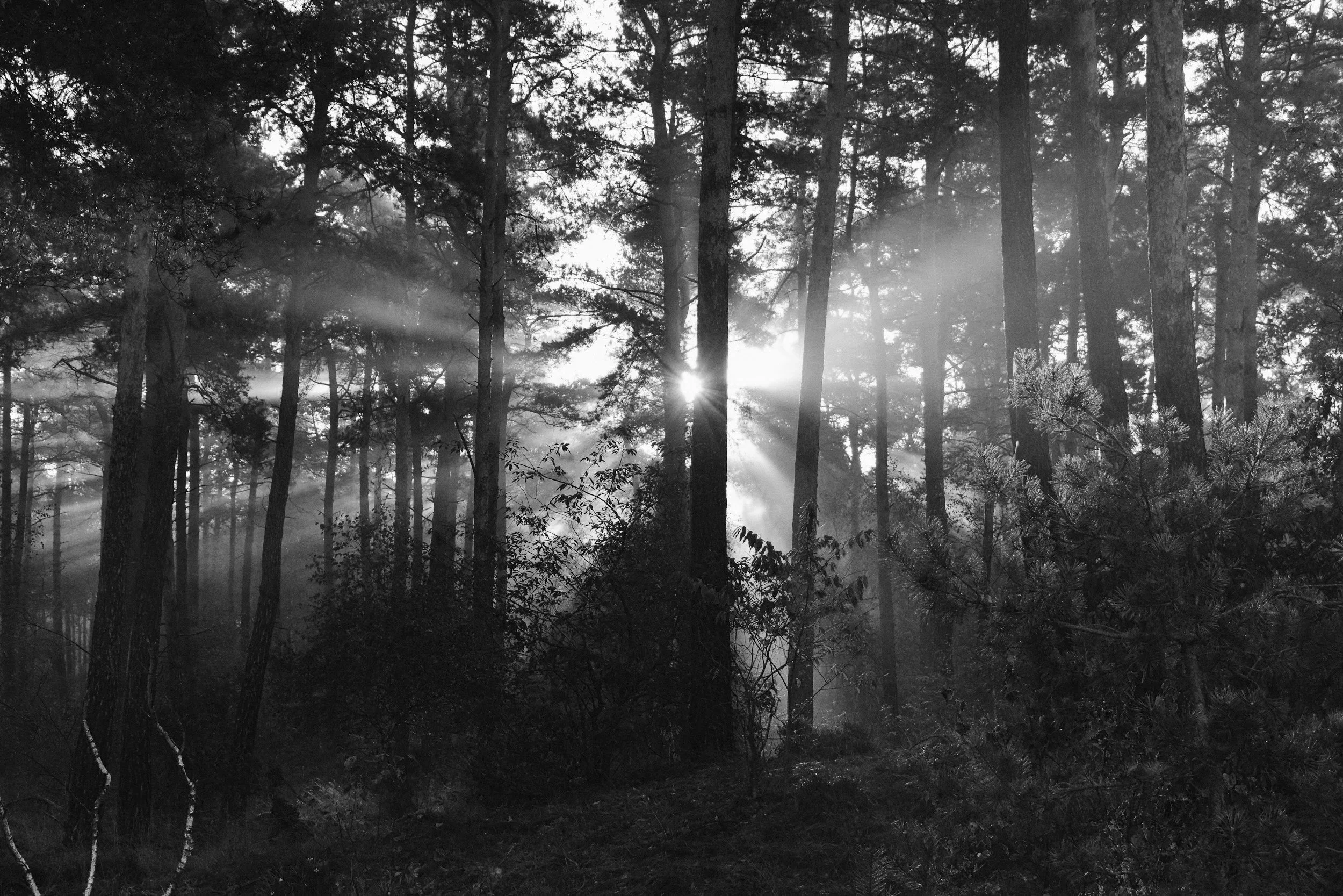 Sunlight streams through tall trees in a misty forest, creating rays of light in black and white.