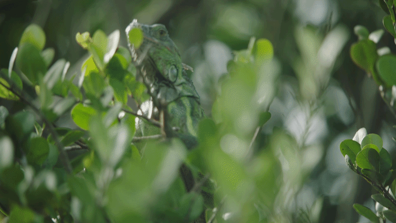 A green chameleon blending into green foliage.