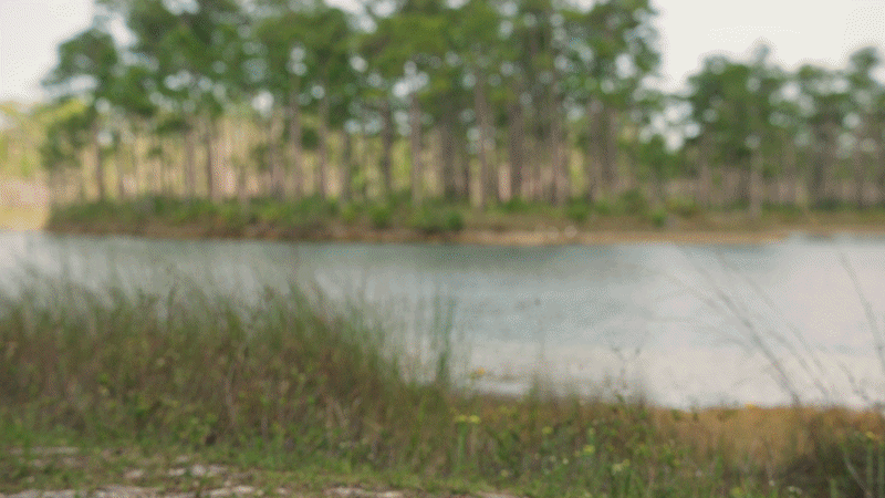A scenic view of a lakeside with green trees in the background and tall grass in the foreground.