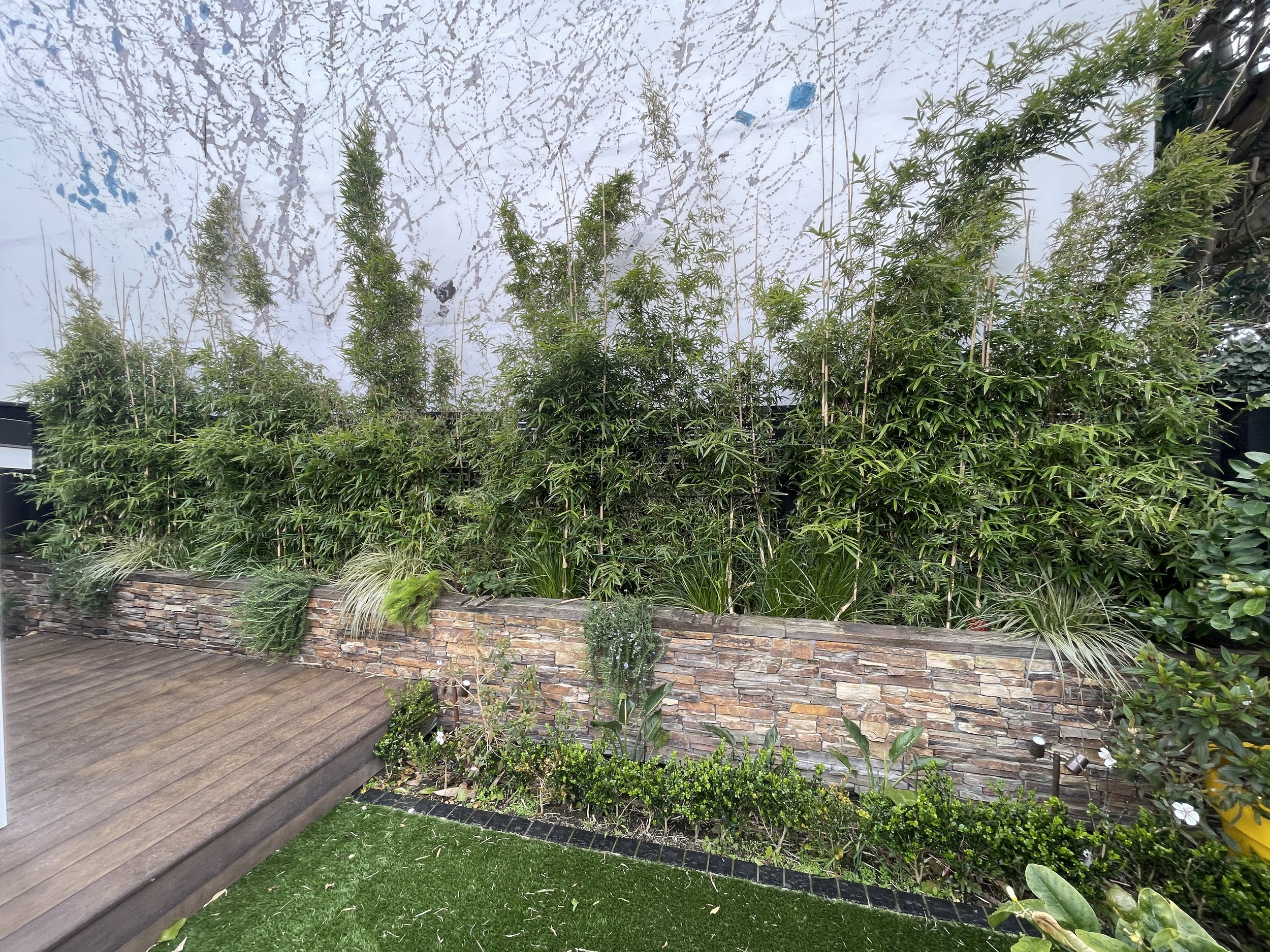 Bamboo removal and the planting of Prunus lusitanica to be trained and trimmed into pleached hedging over time